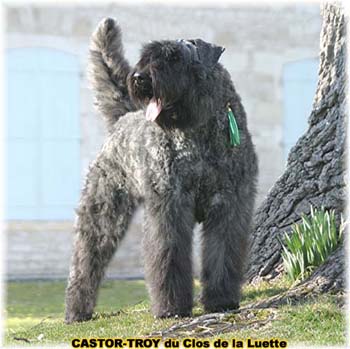 bouvier des flandres du clos de la luette - copyright d&eacute;pos&eacute;